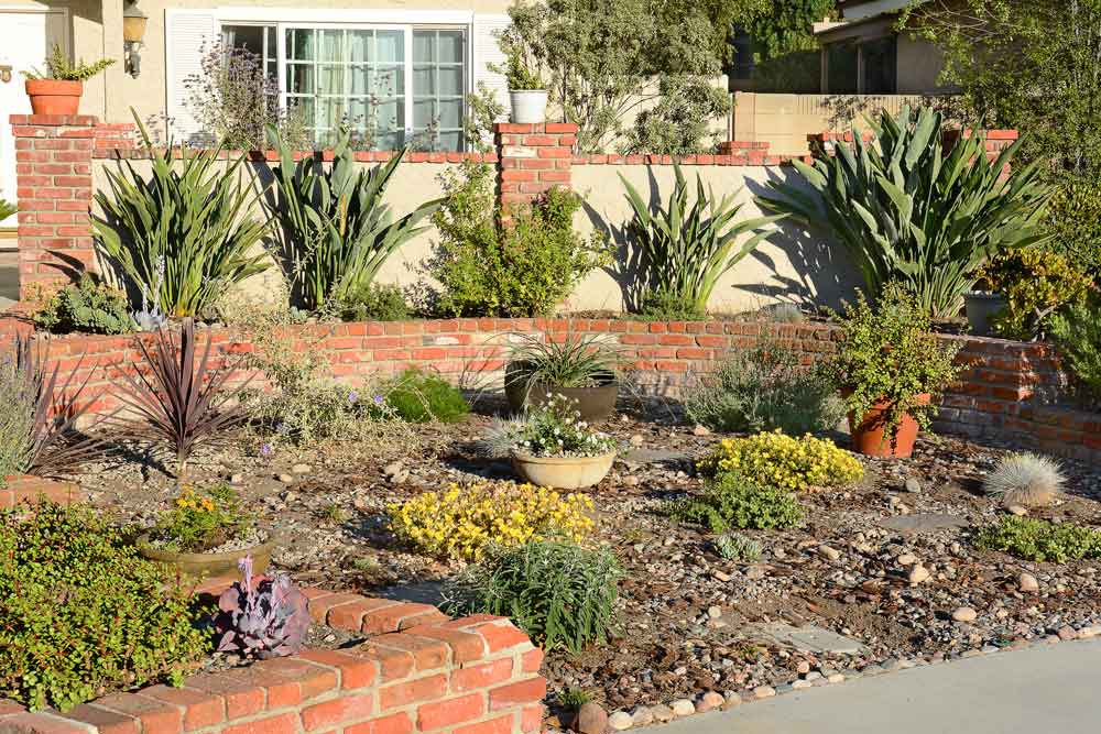 California Plants