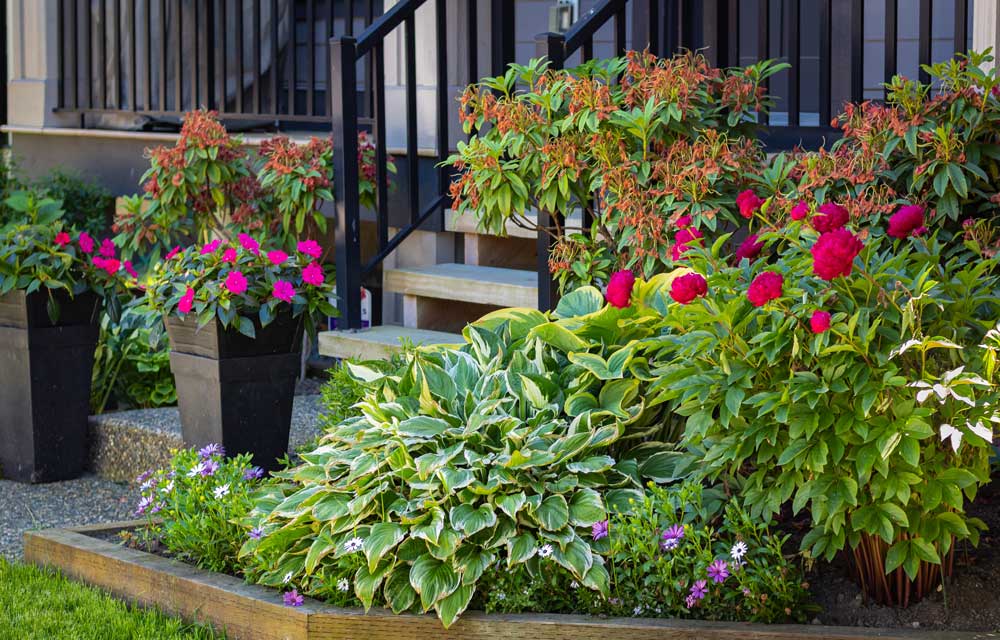 Front Yard Flowers