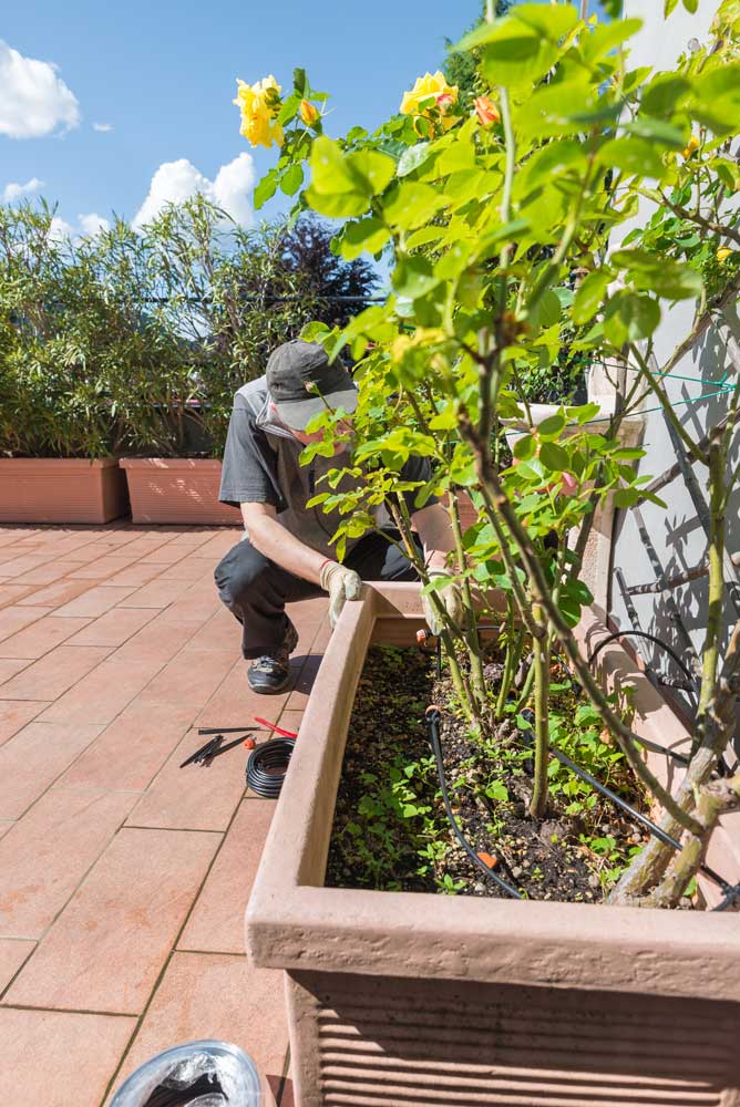 Plant Drip System Fix