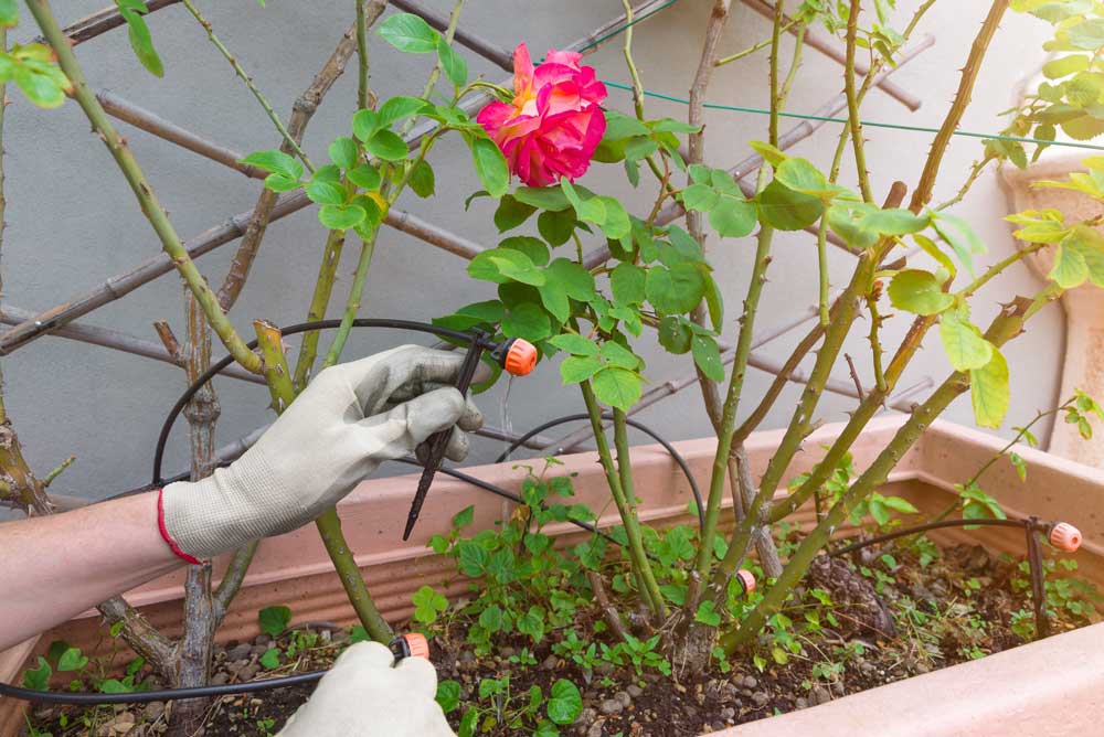 Plant Drip System
